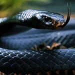 black snake with tangue