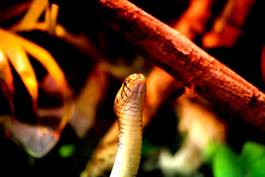 snake looking at sky