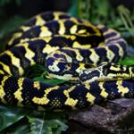 shallow focus photography of black and yellow snake