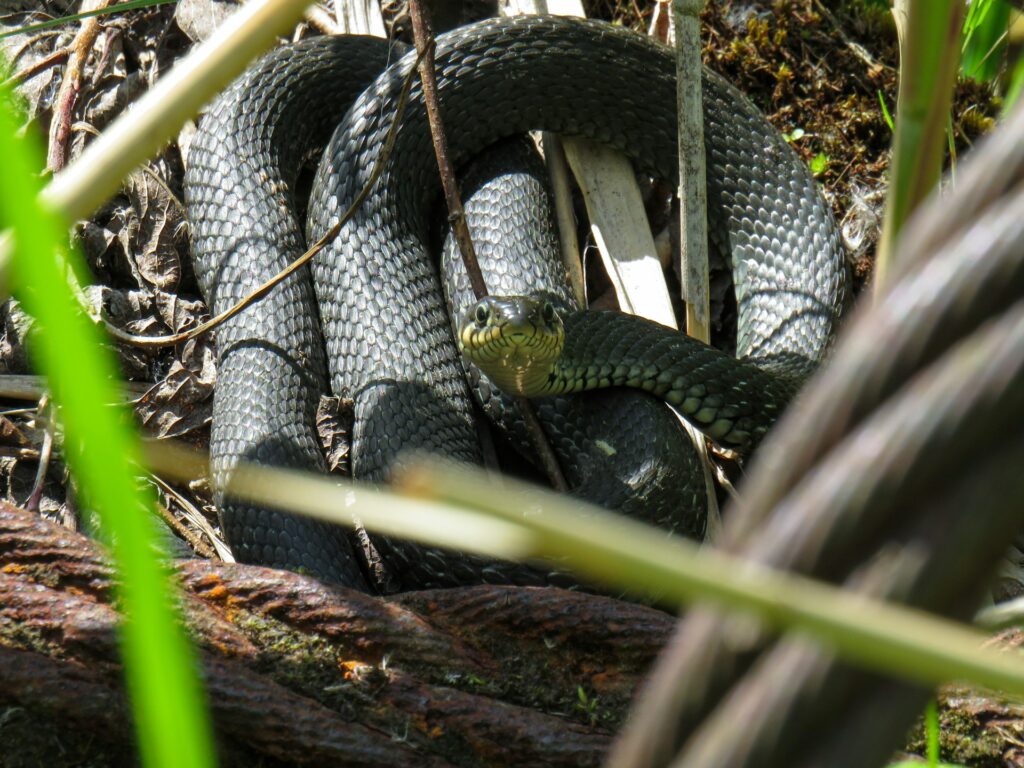 snake with good posture