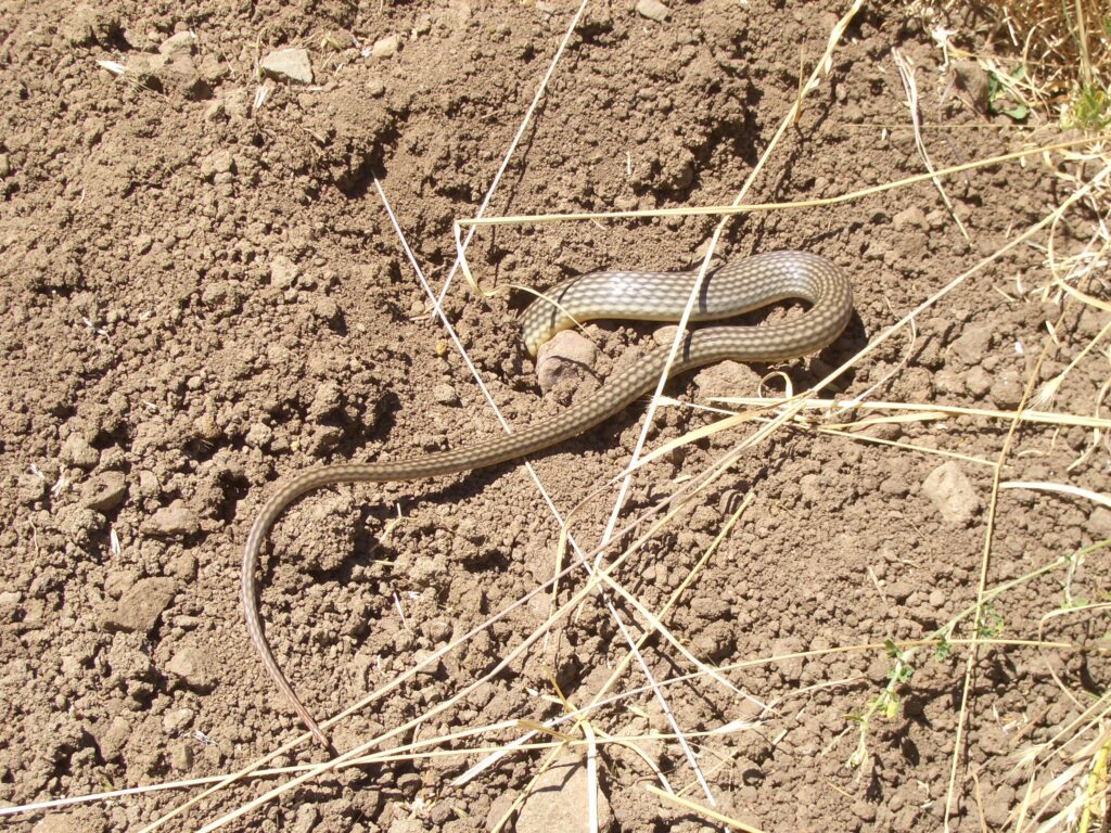 Snake with thin tail