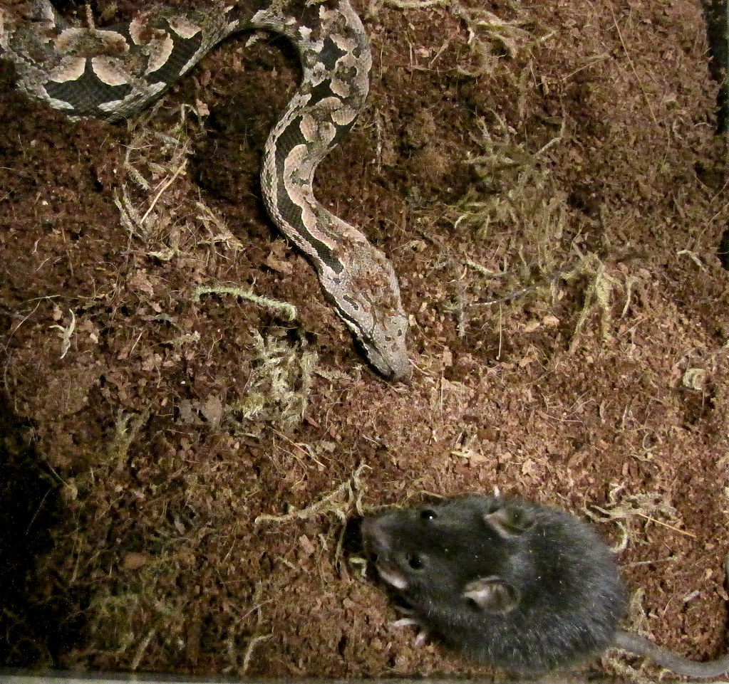snake not eating food