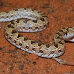 Mole Snake on sand