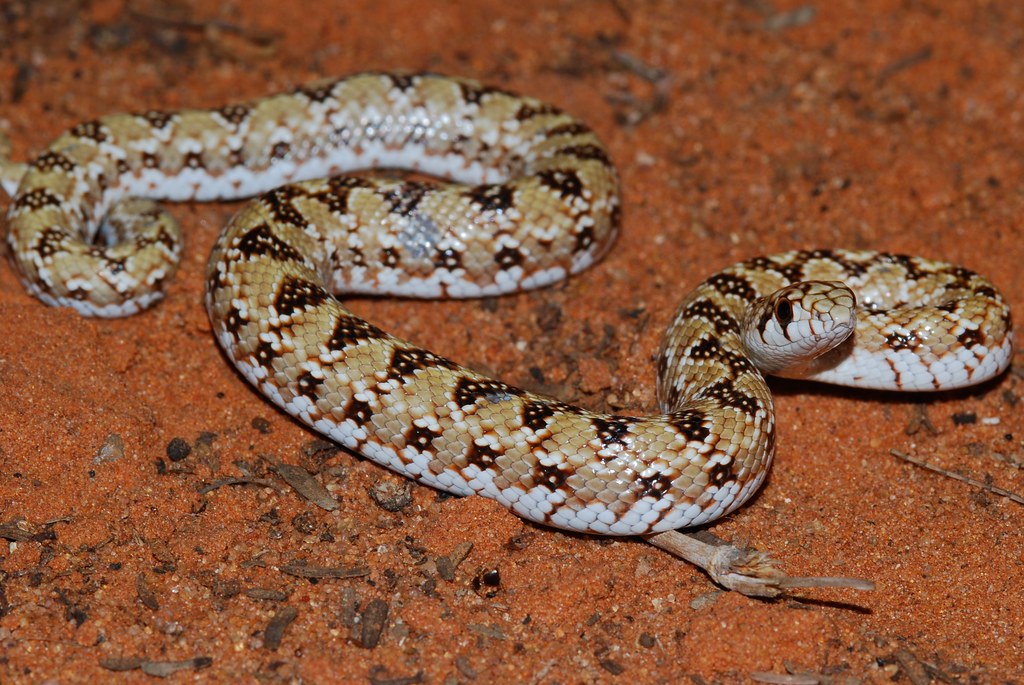 Mole Snake on sand