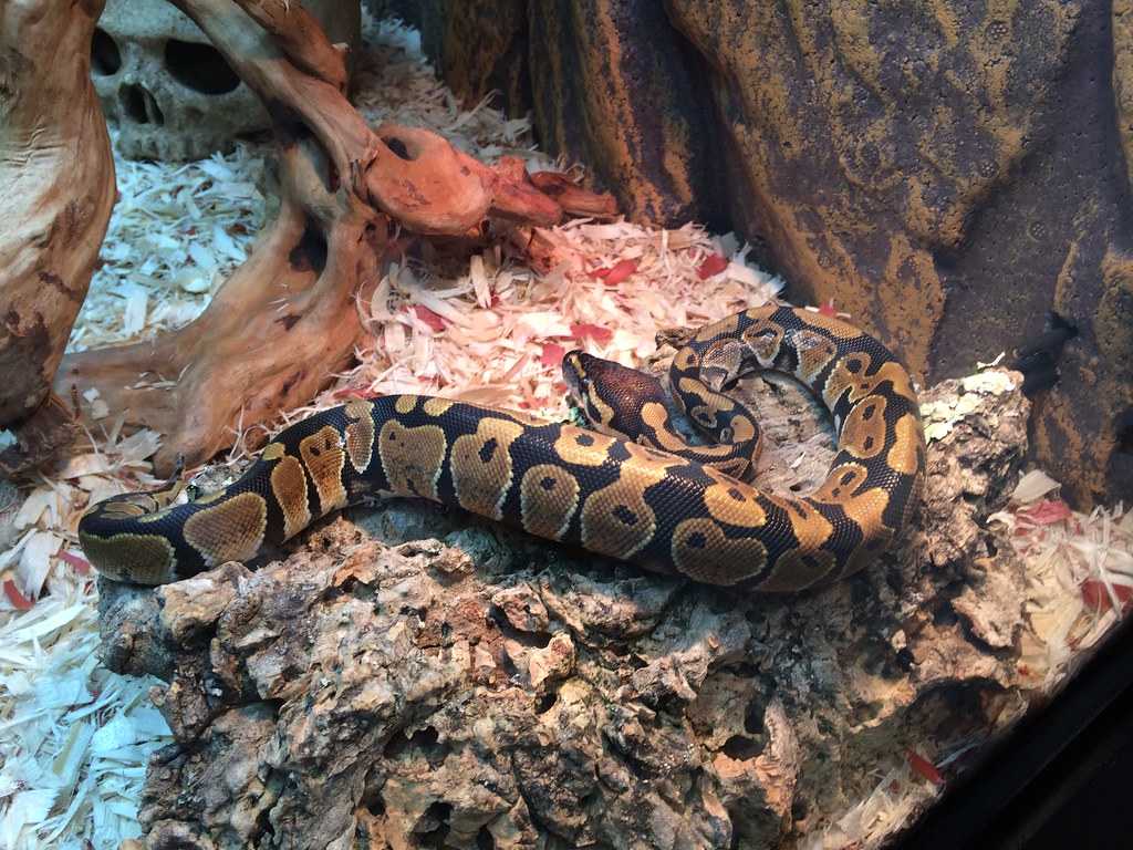 snake in cage pet