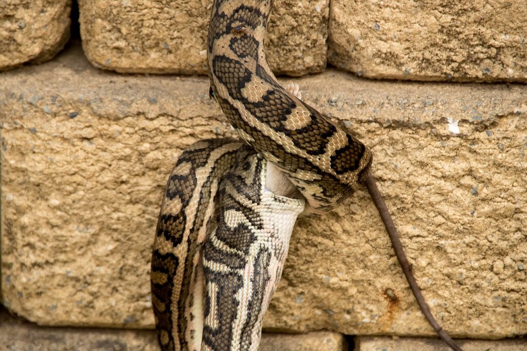 Carpet Python