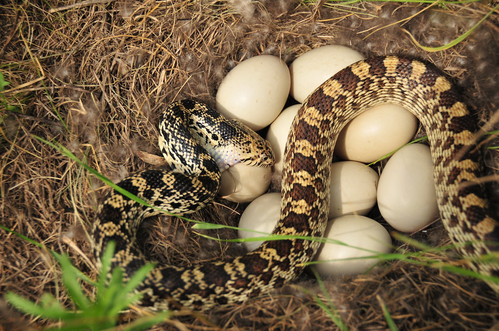 snake eating of birds