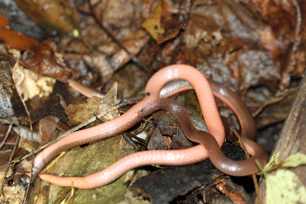 worm snake on hands