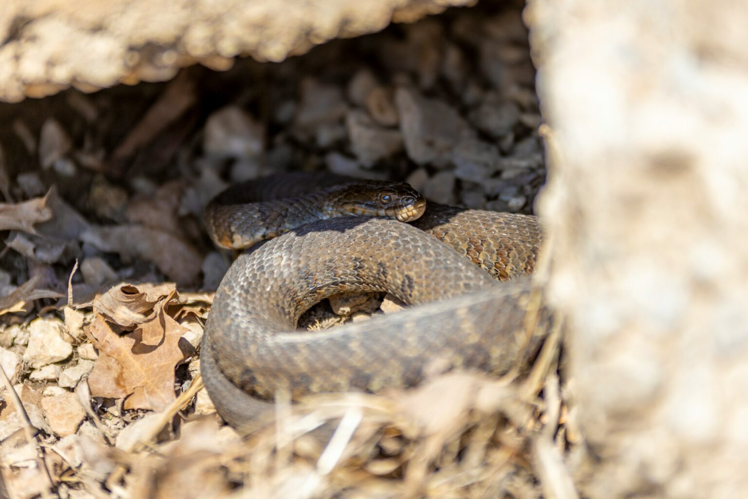 5 Venomous Snakes That Act Friendlier Than You’d Expect