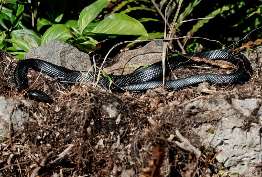 snake under tree with small leaf