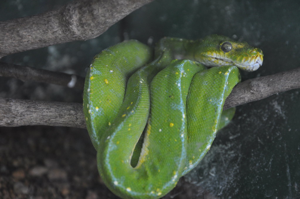 Green snake big body psoture