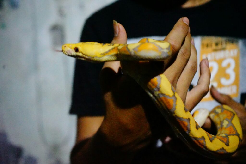 Man Holding Snake