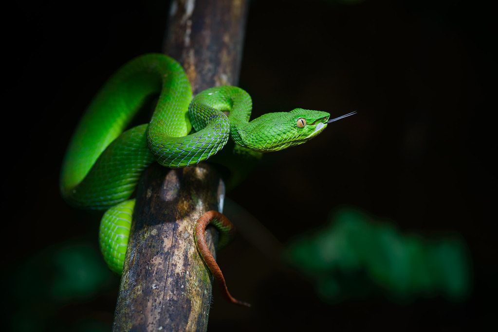 Vit viper green tree striking 