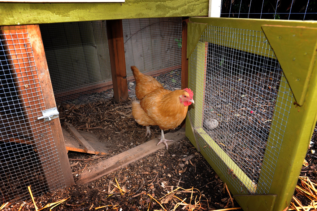 one chicken in coop
