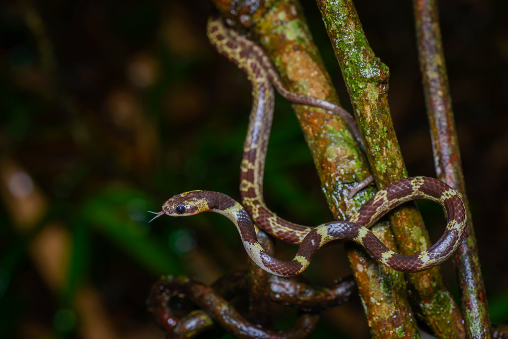 malayan snake