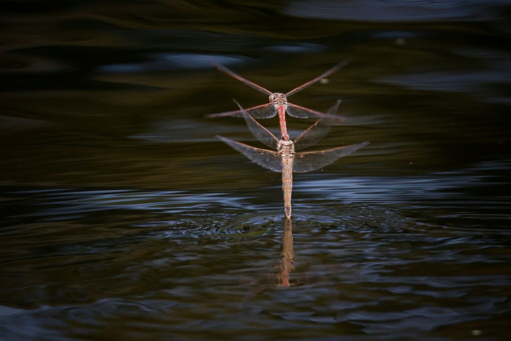 a dragon flys across a body of water