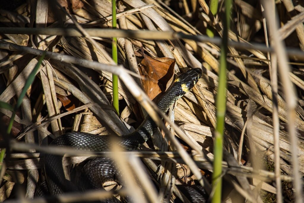 thin black snake