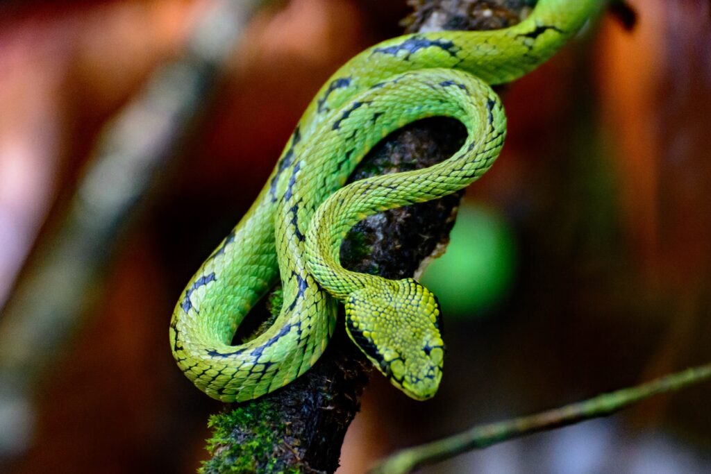Green snake on tree