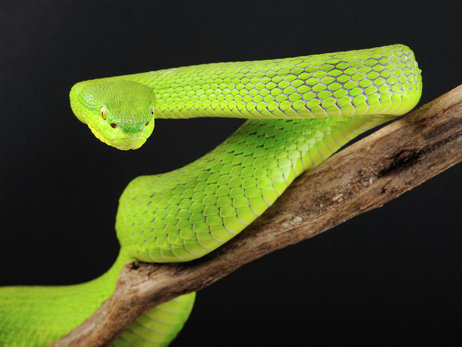 green snake trying to defense