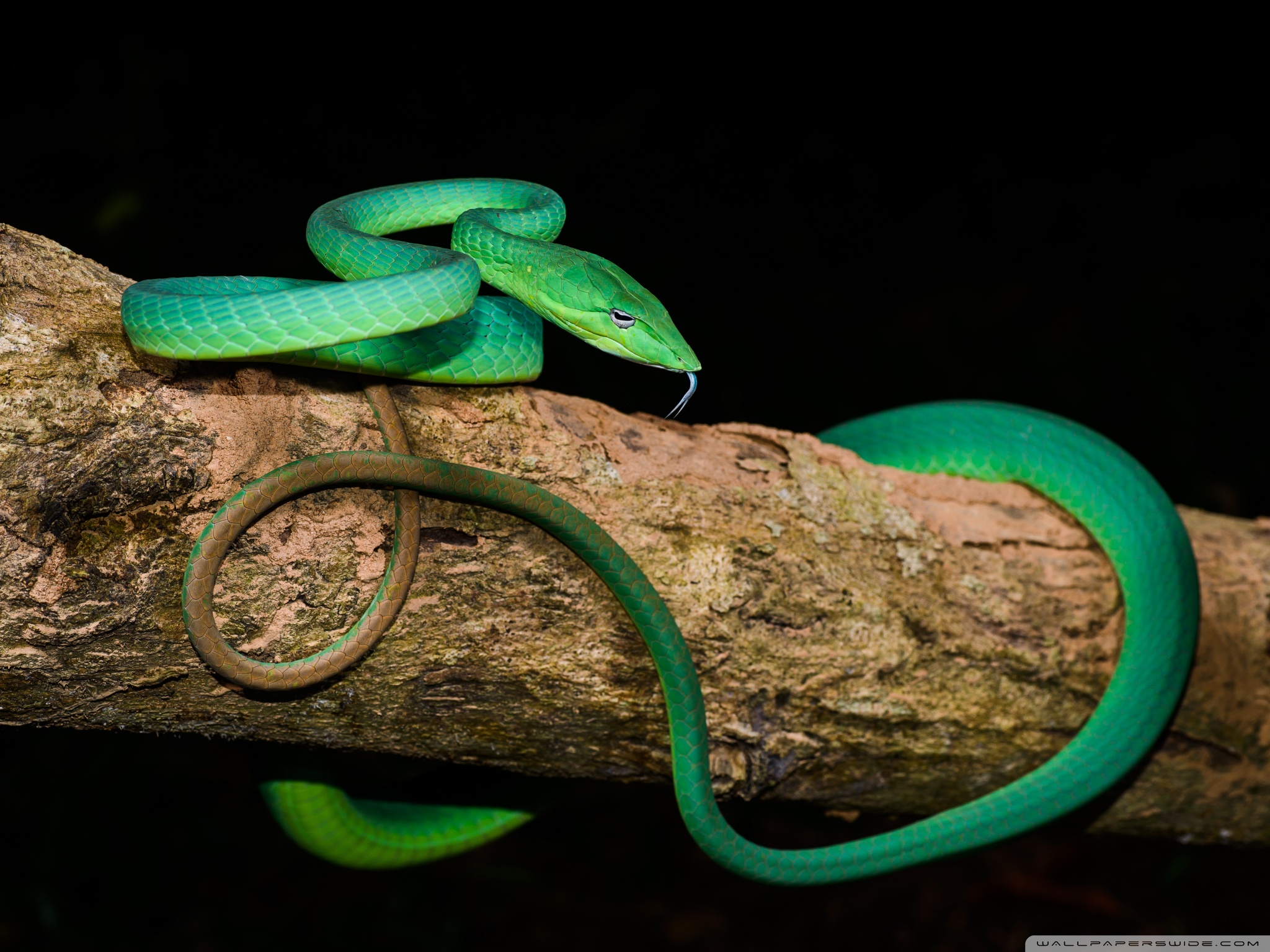 dark green snake pattern