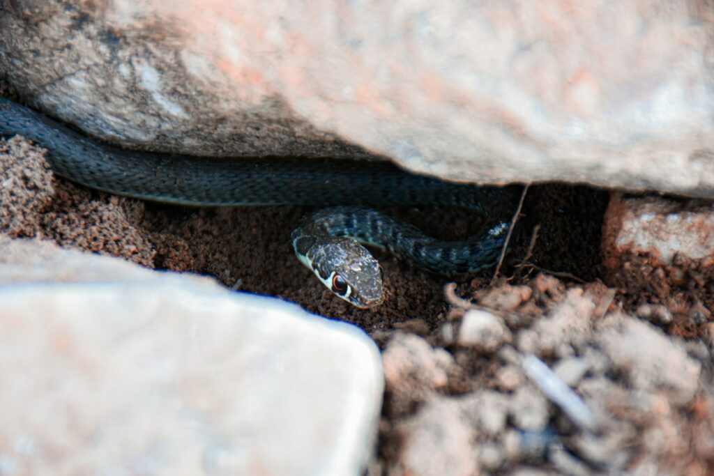 Snake under the rocks