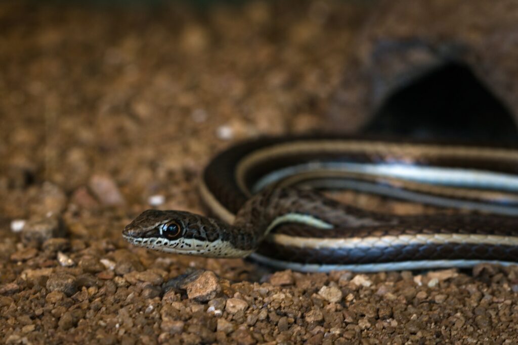 small snake black white