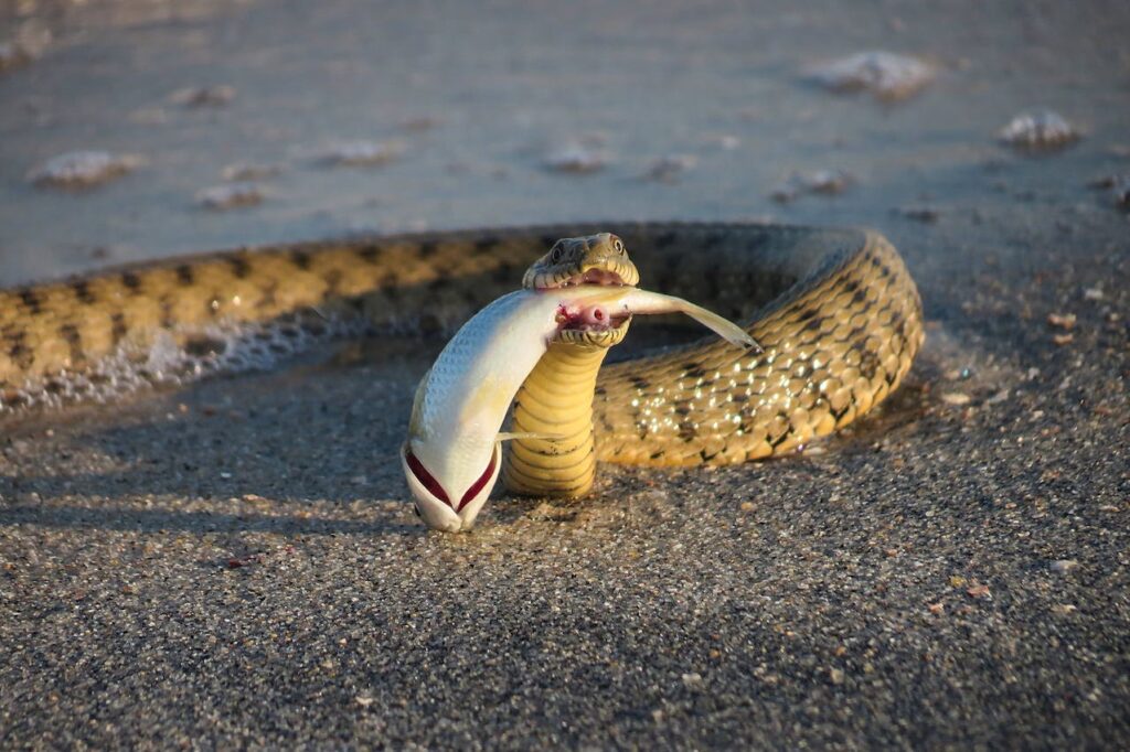 Snake eating fish