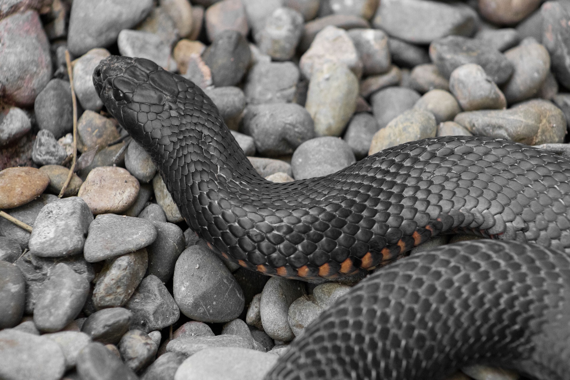 black snake on stones