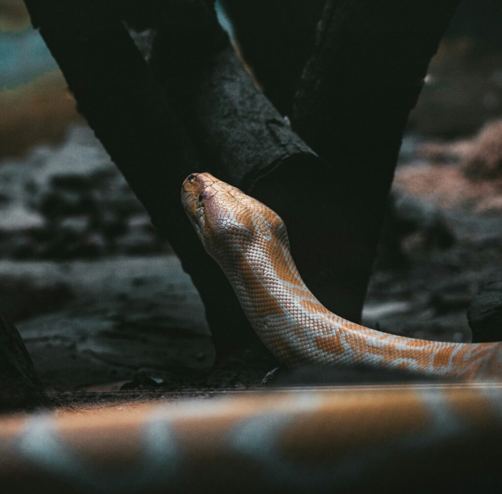snake with head up from ground