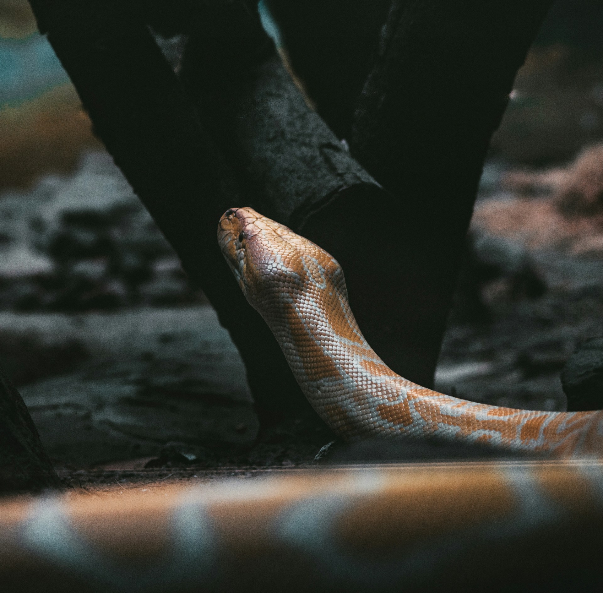 snake with head up from ground