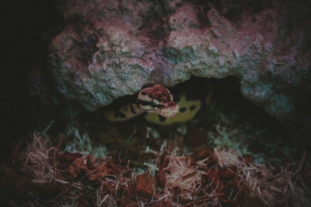 Pink purple Snake