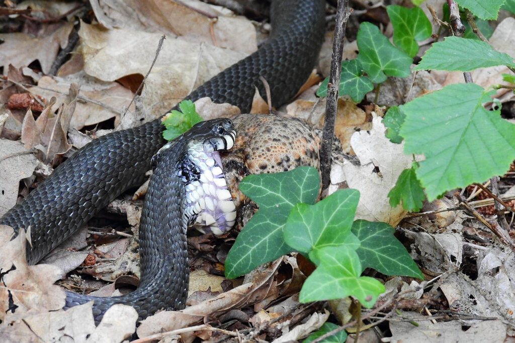 snake in farm black
