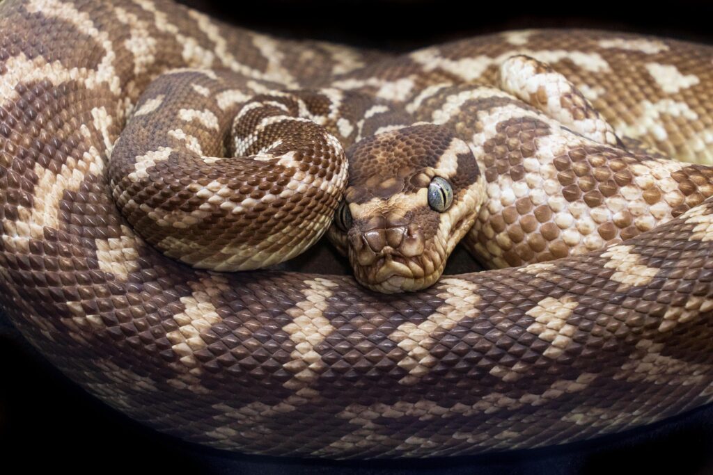 Snake Resting while basking