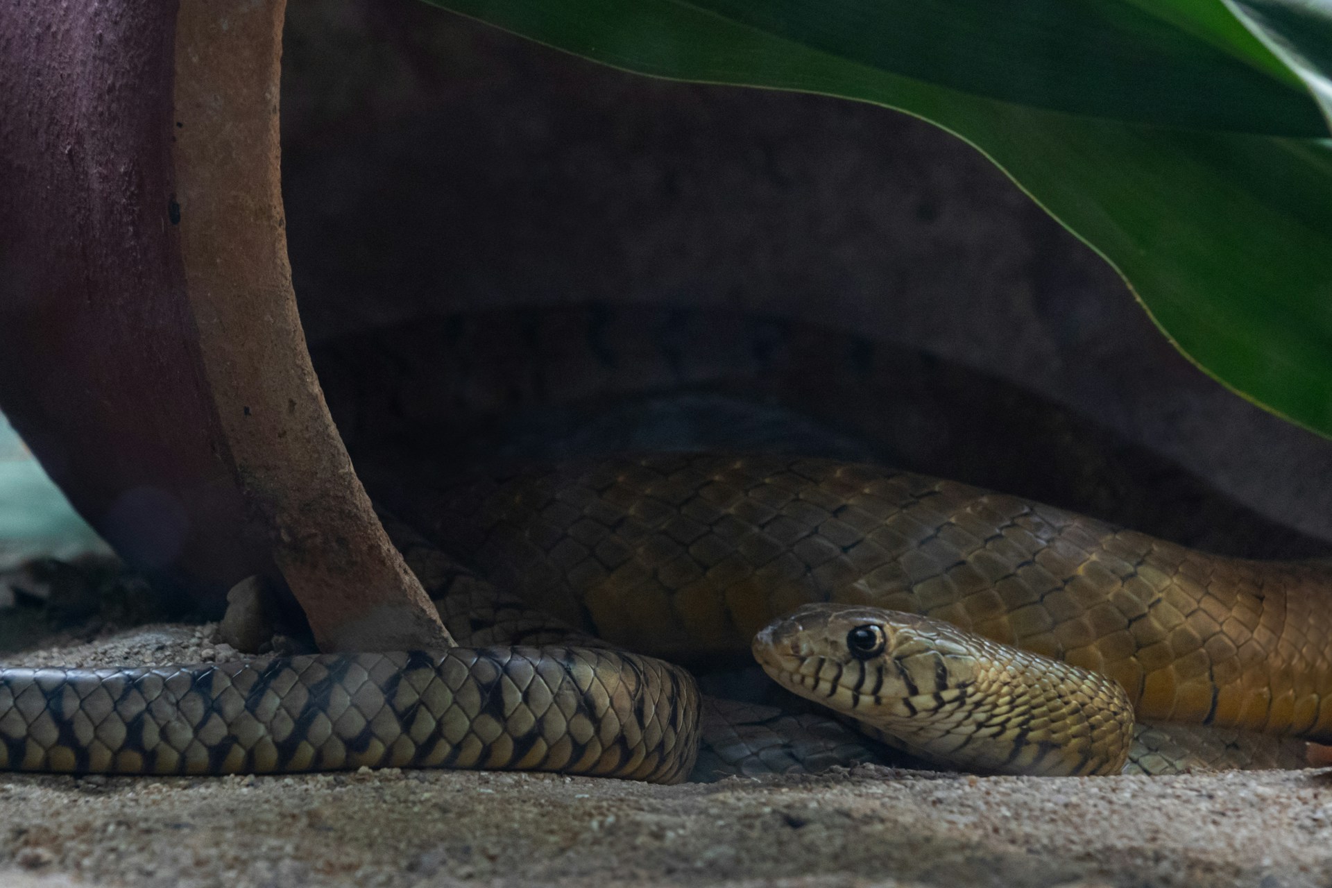 Snake under leaf