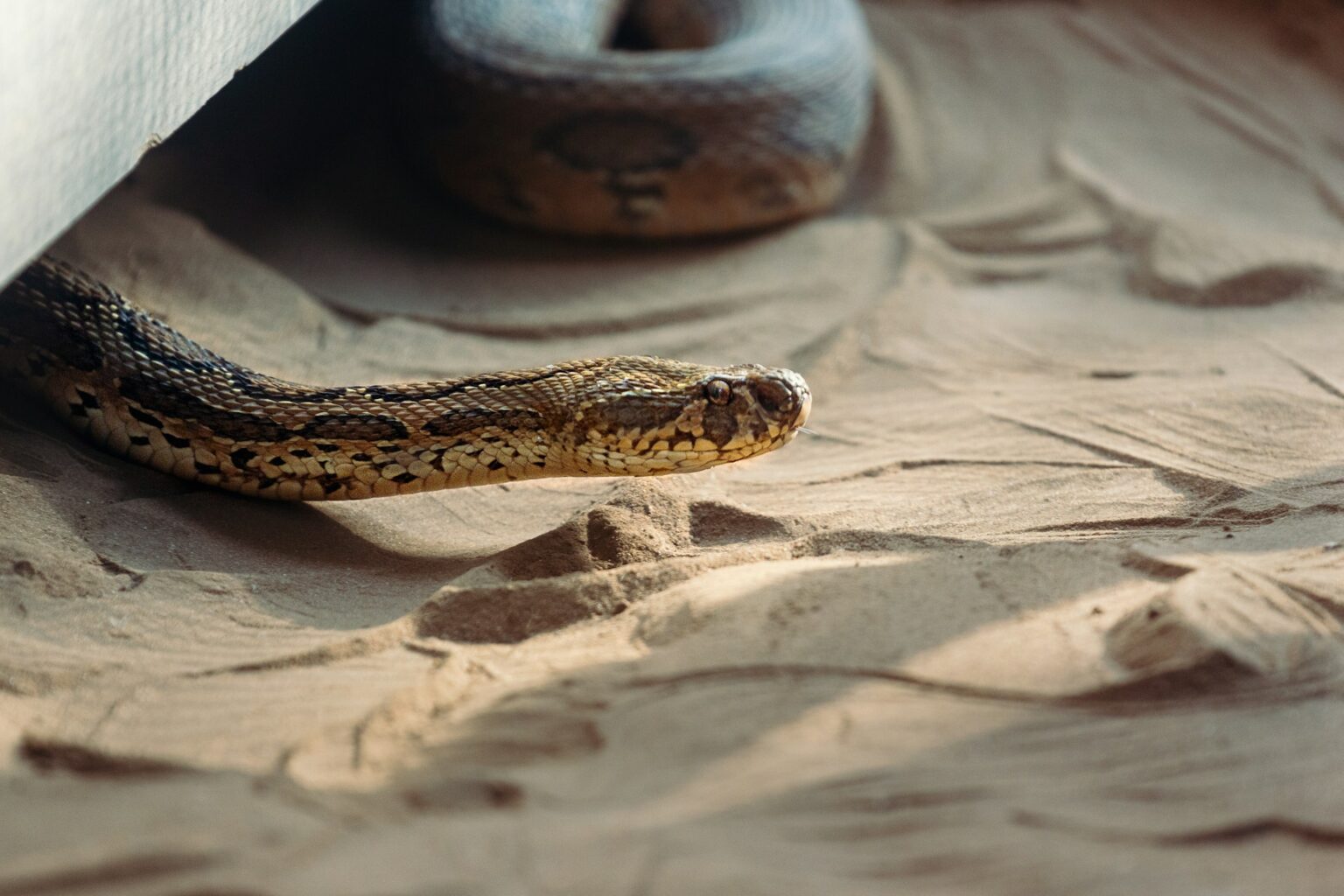 Picture of How a Venomous Snake Can Be Saved From Its Own Bite