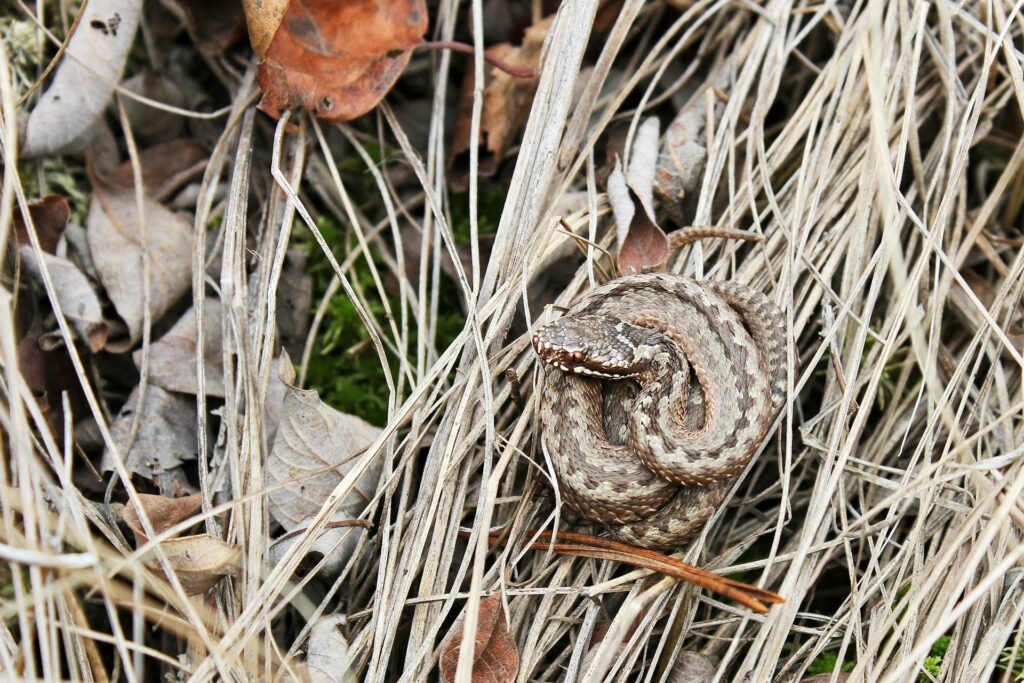 snake on dry grass